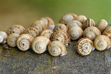 《怪物猎人：荒野》PS5 Pro版表现不佳 存在性能问题